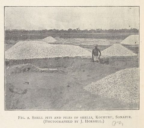 Black and white photograph. A man stands thigh-deep in a hole dug in the ground among large mounds of white shells.