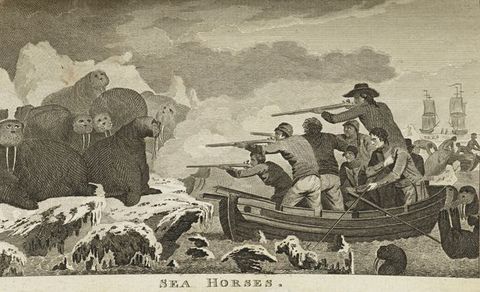 Print. Walruses sit placidly on icy shores as men in rowboats shoot at them with rifles from close range.